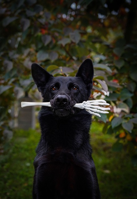 Slik lager du trygge og sunne gresskargodbiter til kjæledyrene 🎃🐾